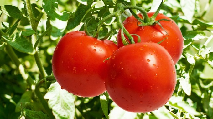 tomatoes